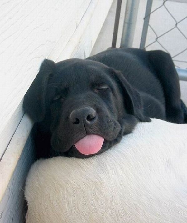 black labrador photo
