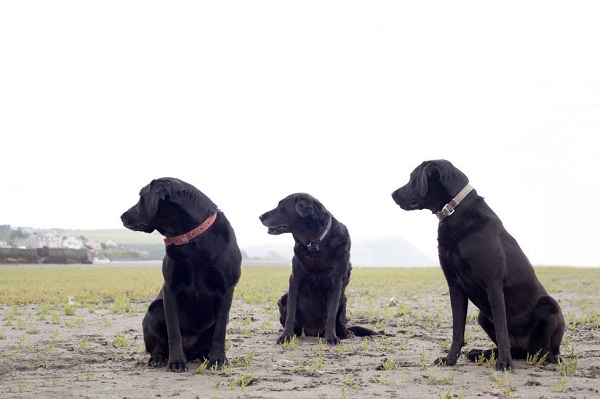black labradors together