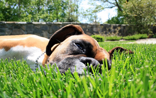 boxer dog lying in grass