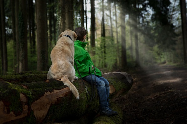 boy lab forest