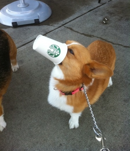 10 Reasons Corgis Are The Worst Breed EVER 9 corgi dog etiquette