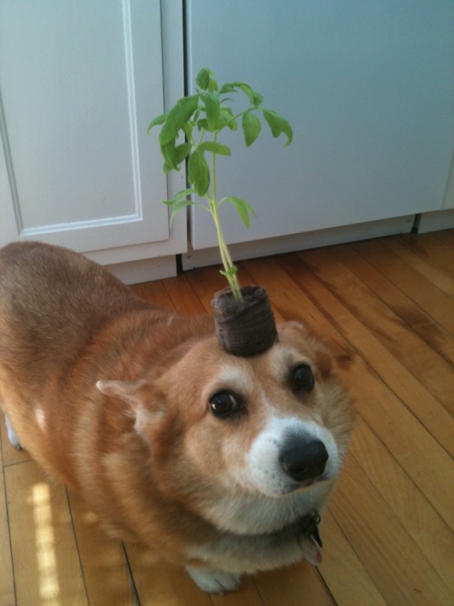 10 Reasons Corgis Are The Worst Breed EVER 7 corgi funny plant