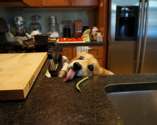 corgi green bean