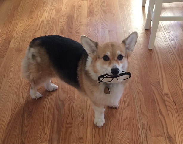 10 Reasons Corgis Are The Worst Breed EVER 4 corgi with glasses