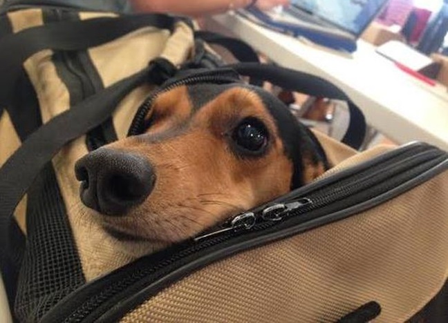 15 Things Your Dachshund Can Do For You 2