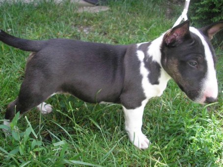 cute english bull terrier puppy