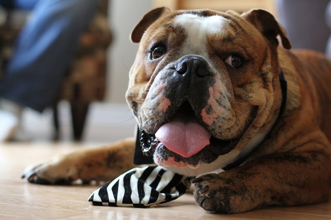 cute english bulldog face close up