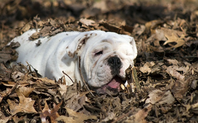 cute english bulldog leaves