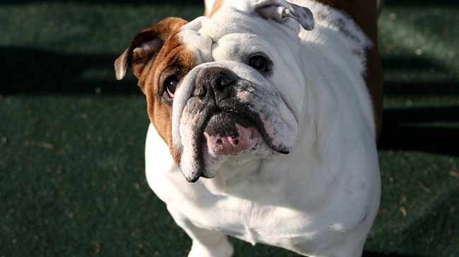 cute english bulldog photo