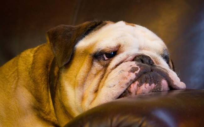 cute english bulldog