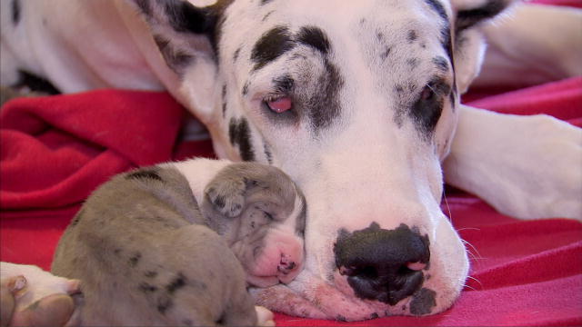 Top 10 Things Great Danes Don’t Like 8