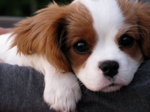 cute puppy Cavalier King Charles Spaniel