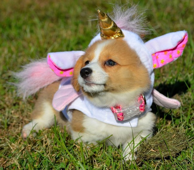 cute puppy corgi