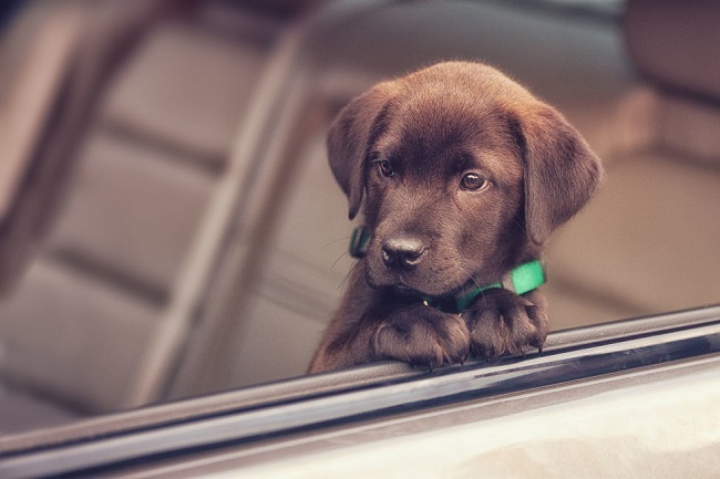 cute puppy lab car