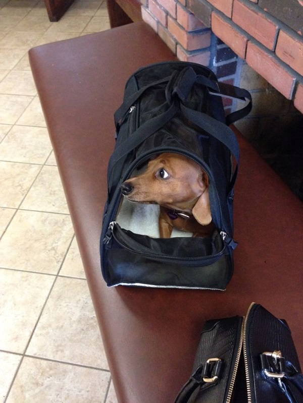 15 Things Your Dachshund Can Do For You 7 dachshund pack bag funny