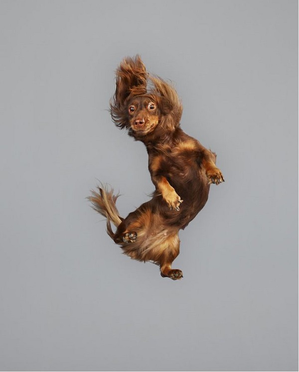15 Things Your Dachshund Can Do For You 10 dancing dachshund