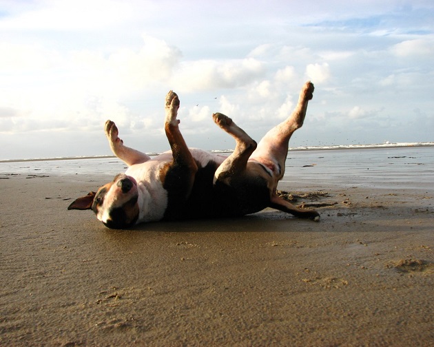 english bull terrier happy beach