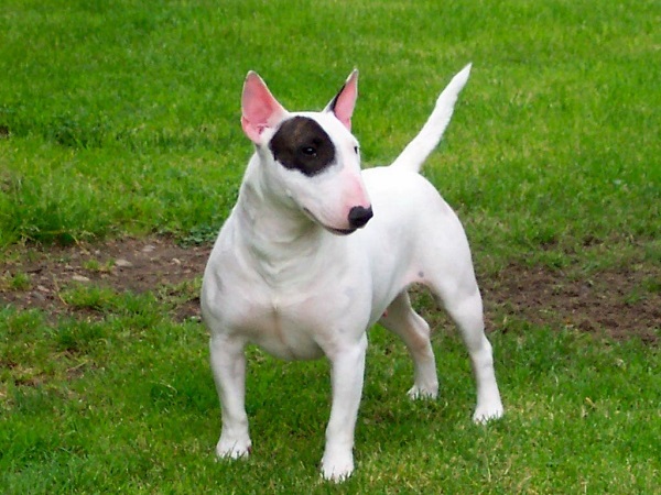 english bull terrier photo
