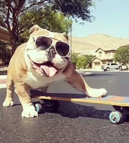 10 Reasons English Bulldogs Are The Worst Breed EVER 1 english bulldog funny