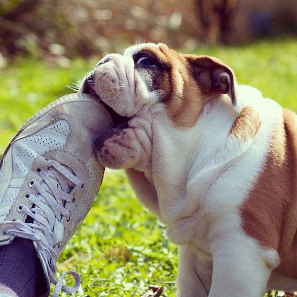 10 Reasons English Bulldogs Are The Worst Breed EVER 7 english bulldog puppy shoes