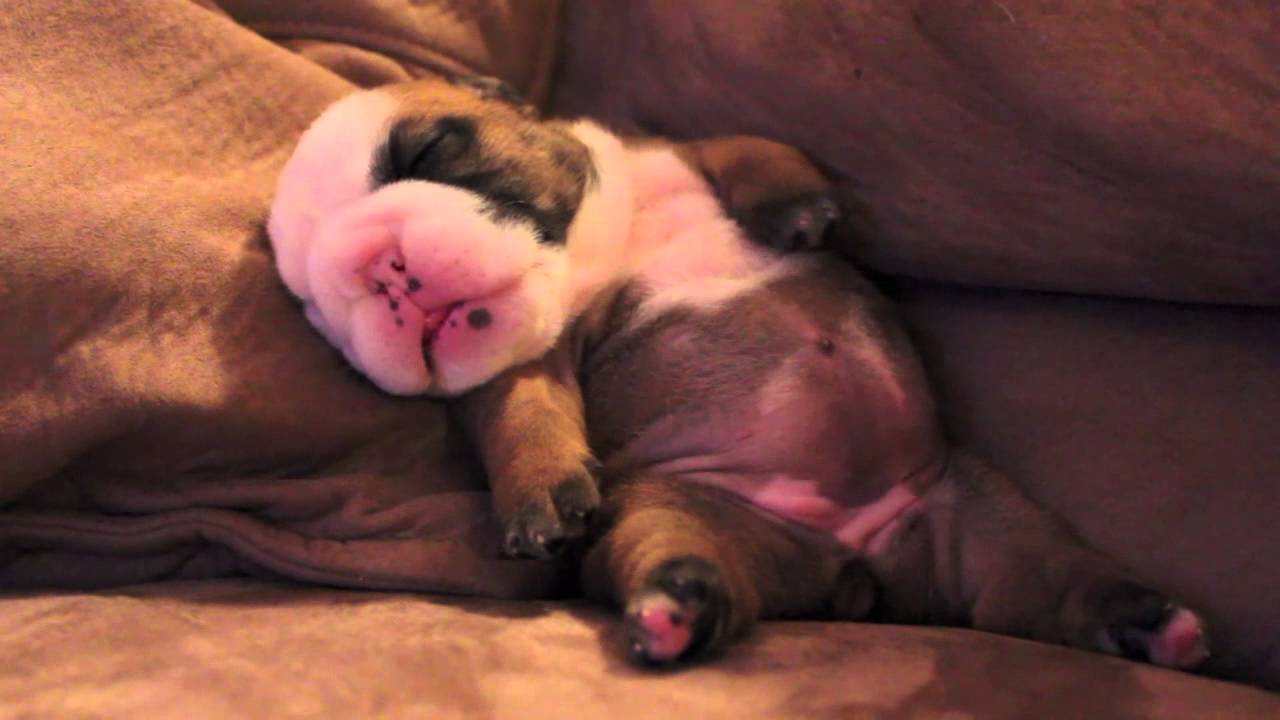 english bulldog puppy