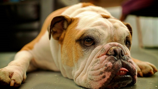 english bulldog rest face
