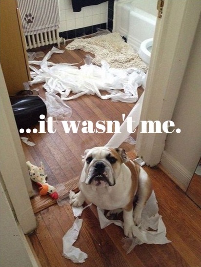 10 Reasons English Bulldogs Are The Worst Breed EVER 9 english bulldog shaming