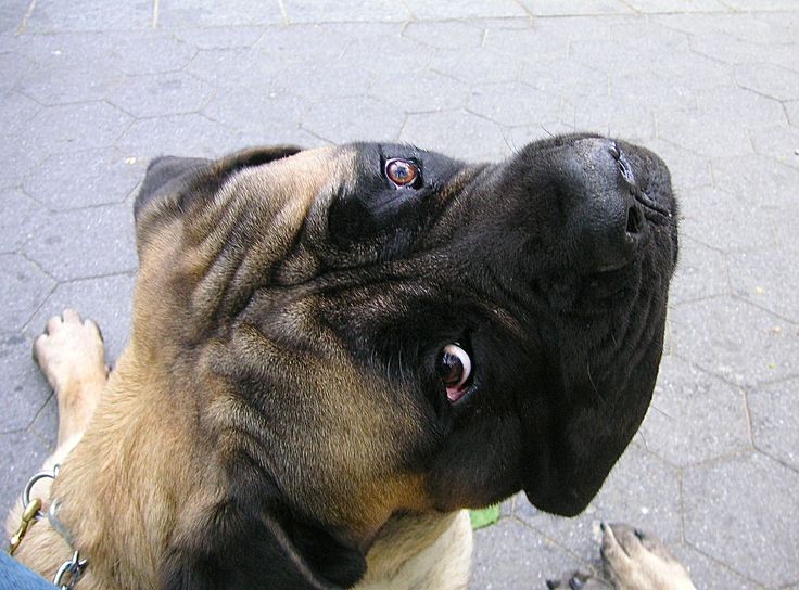 face mastiff listen you
