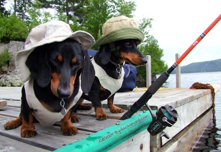 15 Things Your Dachshund Can Do For You 14 fishing dachshunds