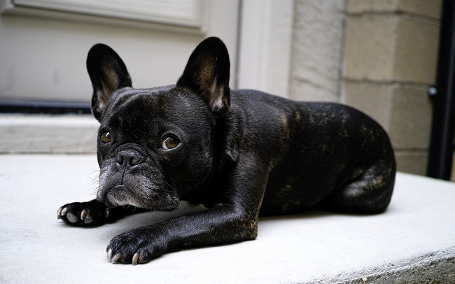 french bulldog awesome eyes