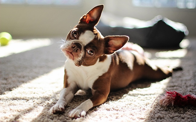 french bulldog pics