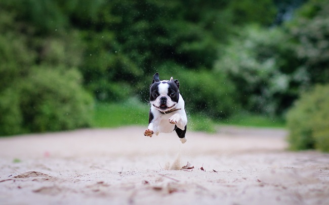french bulldog running