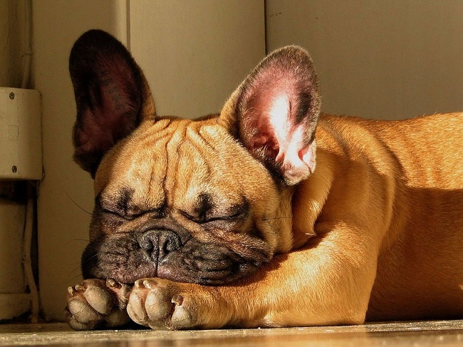 french bulldog sleeping