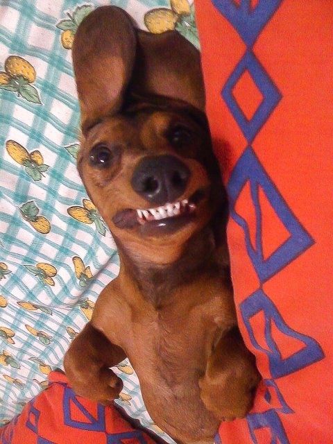 15 Things Your Dachshund Can Do For You 1 funny Dachshund teeth