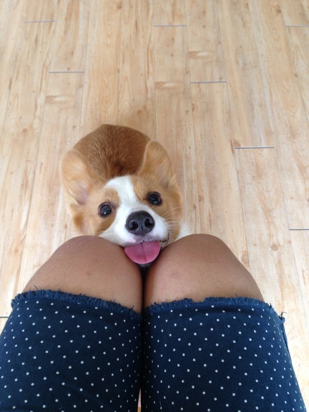 funny corgi knees