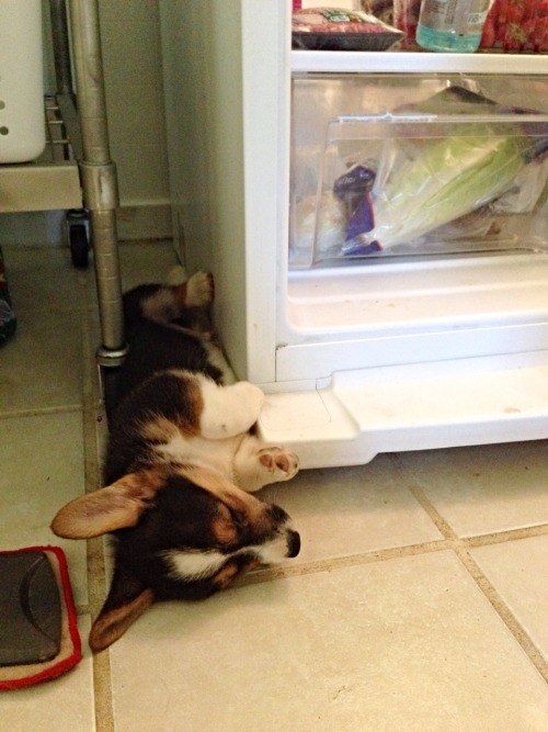 funny corgi rest