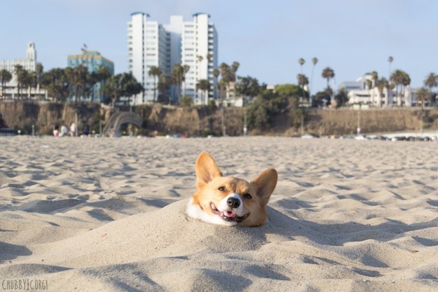 funny corgi sand beach stuck