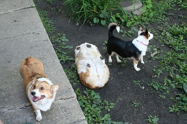 The 22 Most Important Corgis Of 2015 10