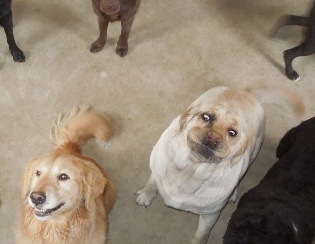 funny face labrador