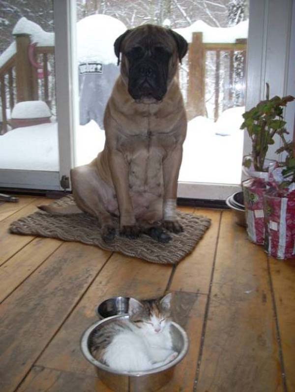 funny kitty mastiff dog