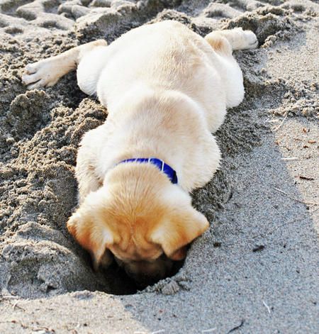 funny lab beach photo