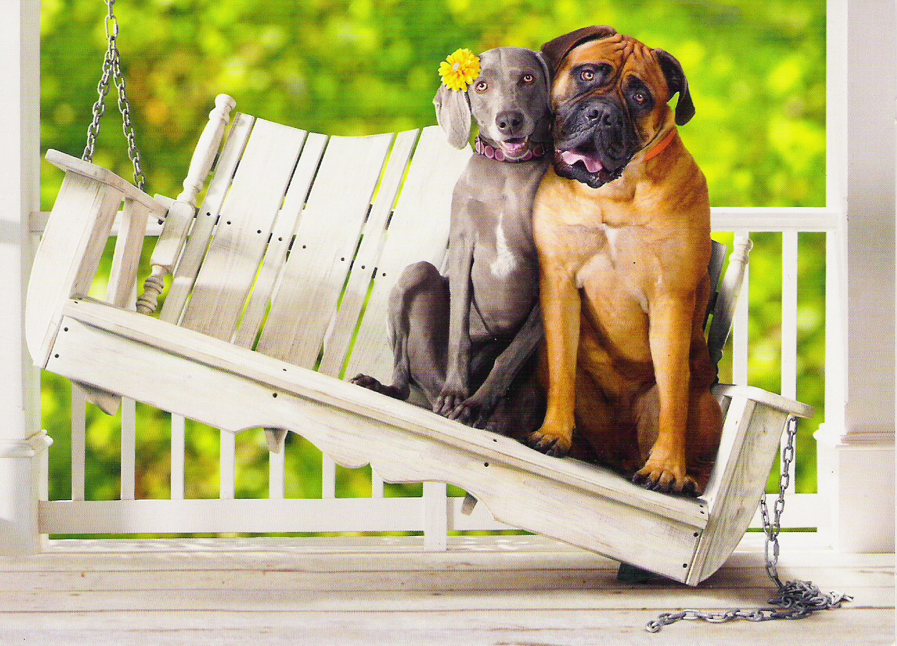 14 Reasons Why You Should Never Own English Mastiffs 5 funny mastiffs digs sitting
