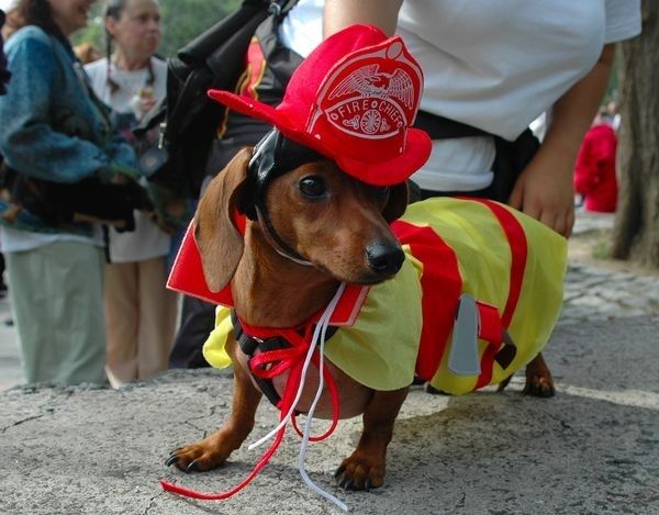 15 Things Your Dachshund Can Do For You 11 funny outfit dachshund pics
