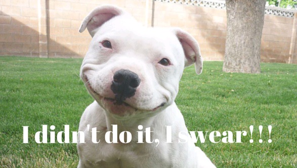 10 Reasons Staffordshire Bull Terriers Are The Worst Breed EVER 4 funny pit bull face