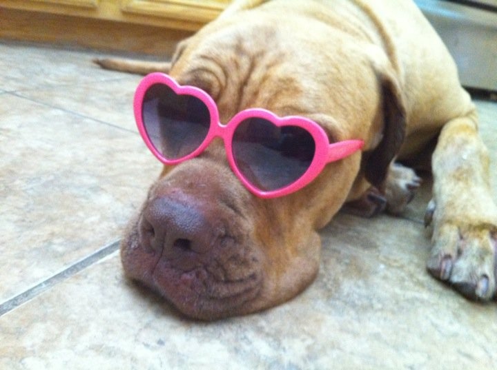 funny sunglasses mastiff rest