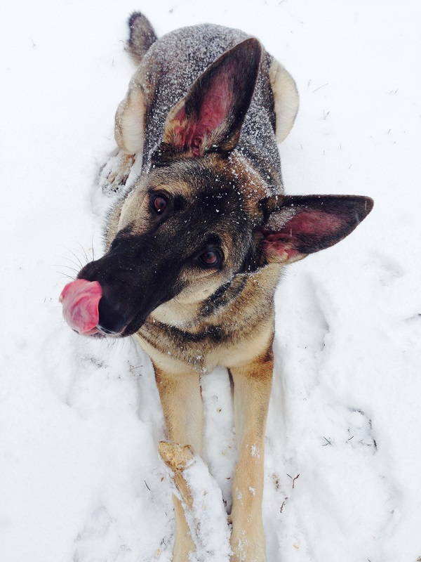 german shepherd love the snow