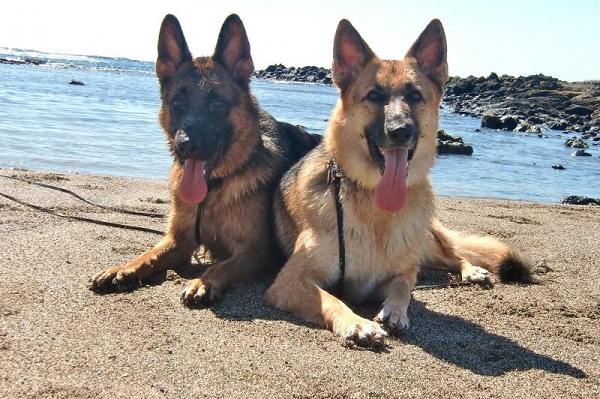 german shepherds on the beach