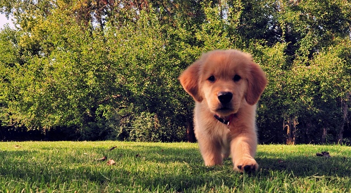 golden retriever cute puppy walking