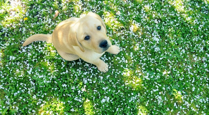 golden retriever photo