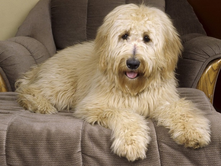 goldendoodle photo